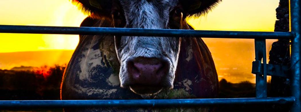 Cowspiracy Review